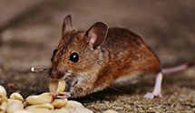 biohazard-cleanup-for-pest-infestations Experts in Geisinger South